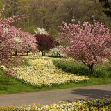 Cherry blossoms and daffodils bloom on Daffodil Hill in spring.