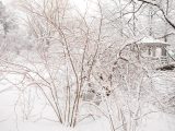 Wetland Trail - Winter