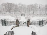 Rose garden covered in snow.