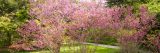 pink flowers blossoming in arboretum in spring