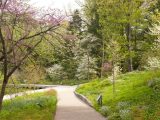 white blooms along a green grass path in the native plant garden