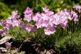 pink flowers in the rock garden