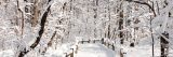 Snow covered forest path