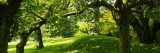 Cherry Trees in the summer with green leaves.