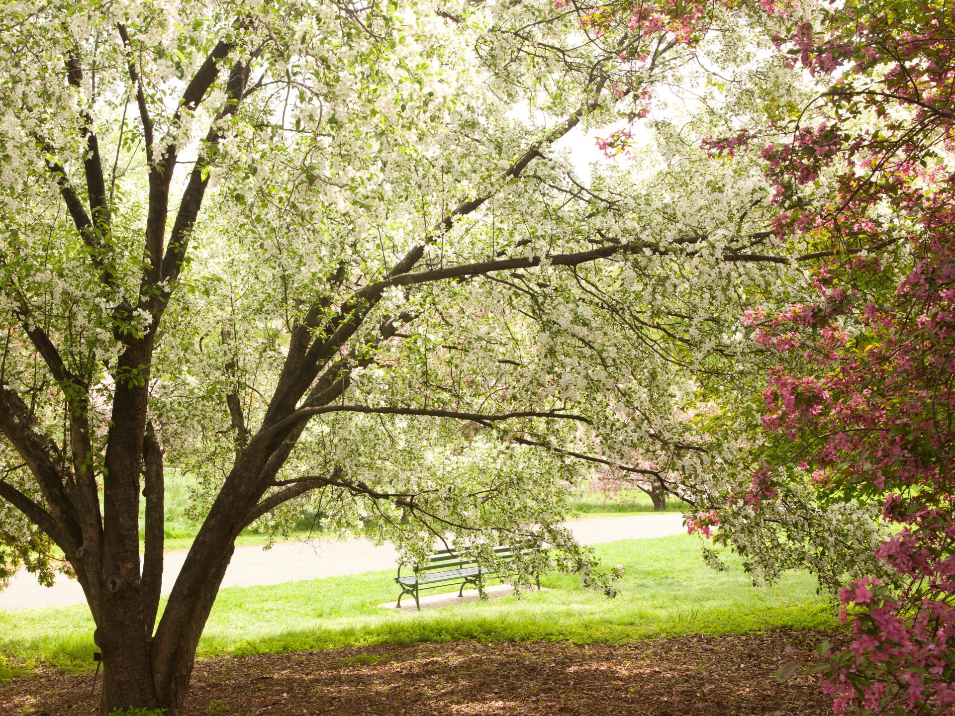 Crabapples » New York Botanical Garden