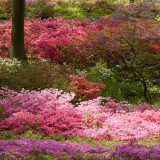 Azalea, Garden, Flowers, Summer