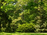 Ornamental Conifers - Summer