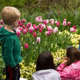 Children with tulips