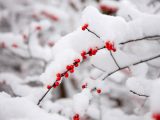 Home Gardening Center - Winter