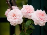 Pink rose blooming in summer