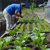 New Roots Community Farm volunteer working in a community garden.