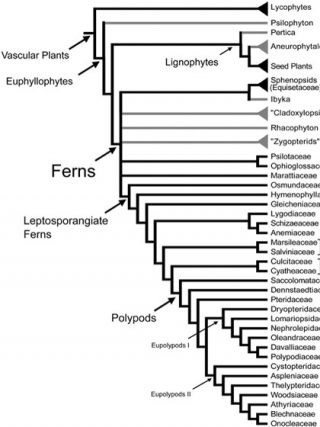 Family tree graph of Lycophytes