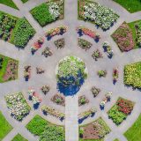 Aerial shot of the Rose Garden