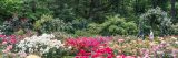 People walking through the Rose Garden.