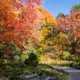 Orange and red leaves on the tress in the rock garden