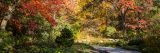 Orange and red leaves on the tress in the rock garden