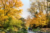 Rock Garden - Fall