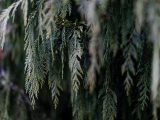 Yellow cedar displaying its seeds.