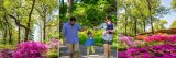 An image of a family walking through the Garden with images of the Azalea Garden on either side.
