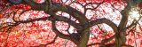 Red leaves of the maple trees.