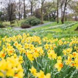 Daffodils