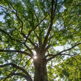 An image of the sun shining through the branches of a White Ash tree.