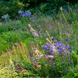 Flowers in the Rock Garden during summer.