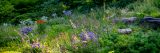 The Rock Garden in summer.