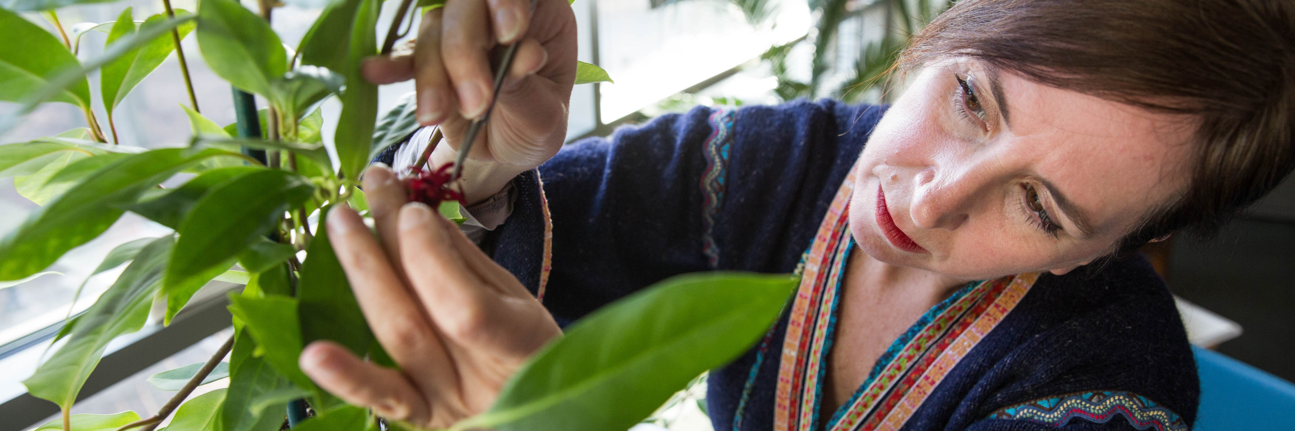 All Research Projects | New York Botanical Garden