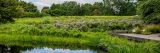 The Native Plant Garden in summer.