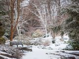 A bench next to a tree in the Rock Garden in winter