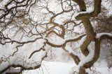 Snow covered tree in the winter