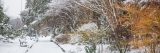 Snow covered path and trees in the Ladies Border