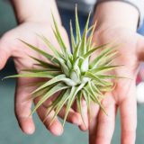 A child holding an air plant.