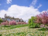 Daffodils - Spring