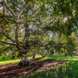 A tree overlooking a field in the Ross Conifer Arboertum