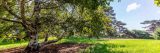 A tree in the Ross Conifer Arboretum.