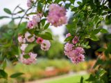 Photo of the Rose Garden