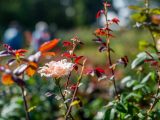 Photo of a rose