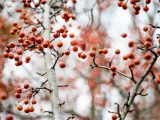 Crabapple berries hanging from branches.