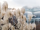 Japanese silvergrass in winter, set against the Conservatory.