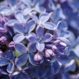 A close-up photo of soft purple flowers