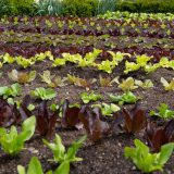 Rows of green leafy vegetables growing in a garden plot