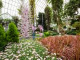 Photo of Chihuly in the Conservatory