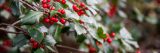 Azalea garden in the winter with winter berries