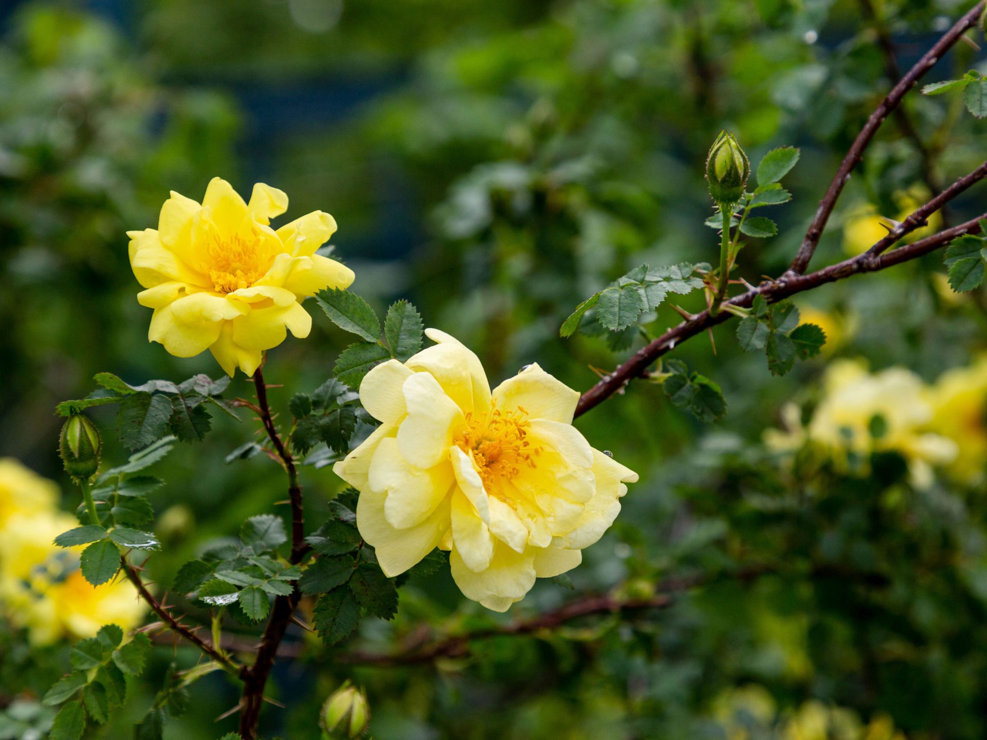 Rose Garden New York Botanical Garden