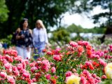 Photo of the Rose Garden in summer