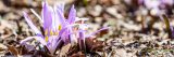 Purple spring meadow-saffron in the Rock Garden.