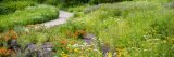 Photo of the Native Plant Garden in summer