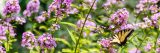 A butterfly among pink phlox flowers.